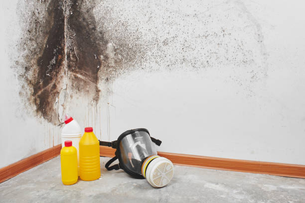 Trusted Crestline, OH Mold Remediation Experts