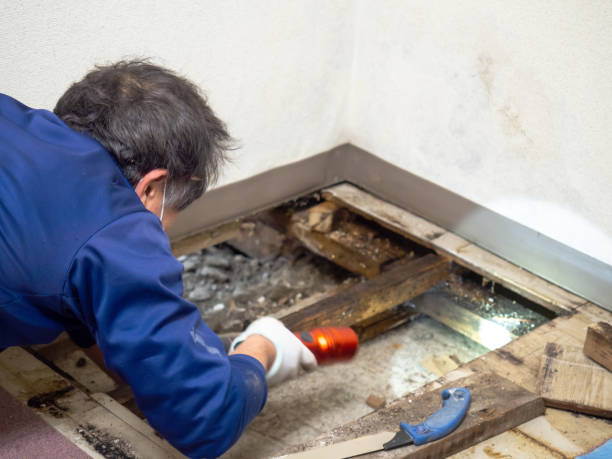 Best Residential Mold Remediation in Crestline, OH