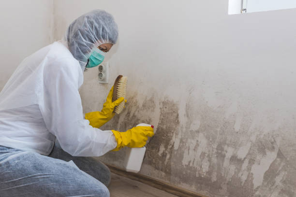 Best Industrial Mold Remediation in Crestline, OH