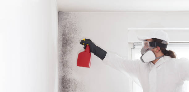 Best Residential Mold Remediation in Crestline, OH