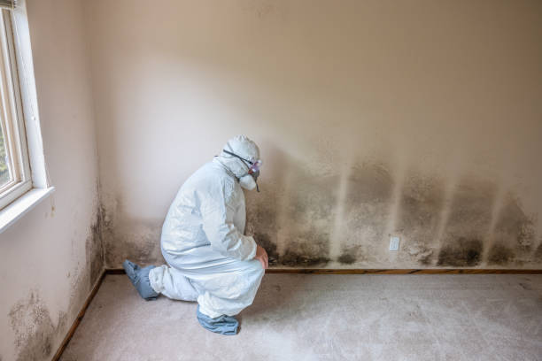 Best Emergency Mold Remediation in Crestline, OH